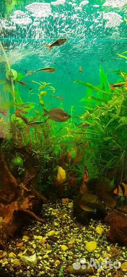 Украшение для аквариума