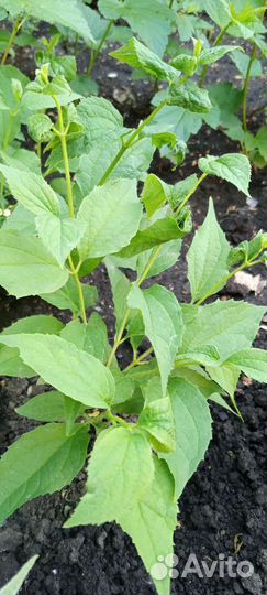 Декоративные кустарники