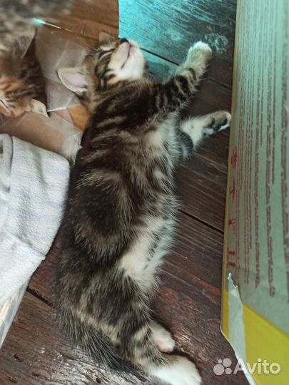 Котята шотландцы