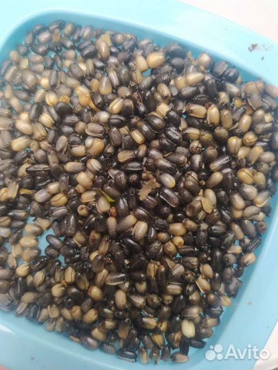 Морозник семена