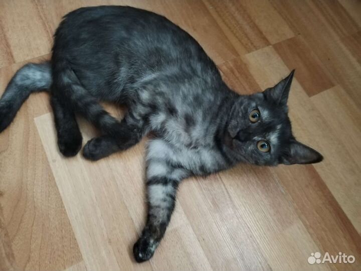 Малышка ищет дом