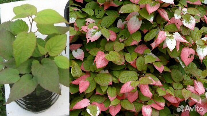 Садовые растения