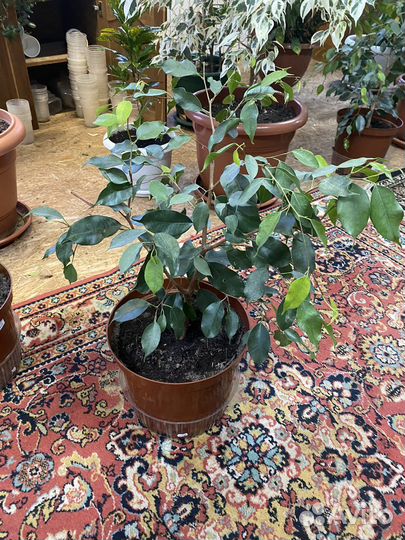 Фикус бенджамина