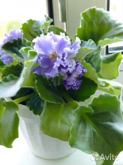 Фиалка в горшках