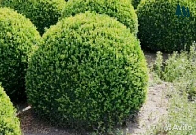 Самшит разных размеров из питомника