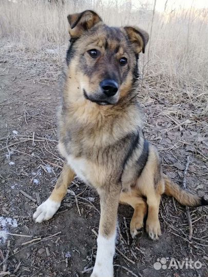 Метис в добрые руки