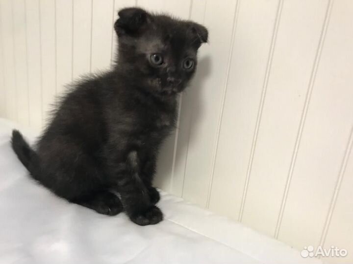 Вислоухие котята