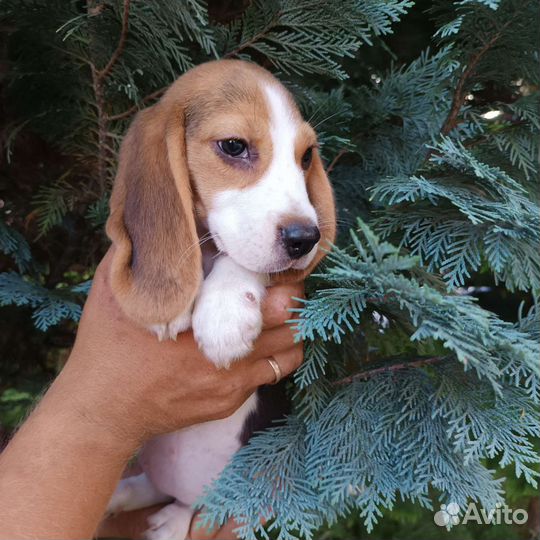 Щенки бигль