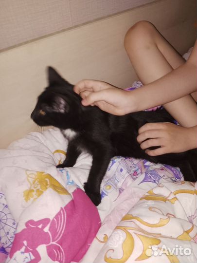 Кошка в дар