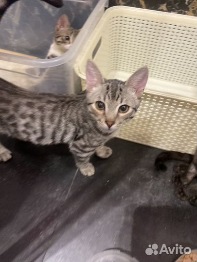 Котята в добрые руки мальчики