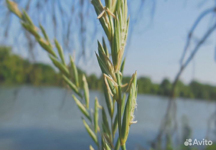 Семена Пырея Ползучего опт