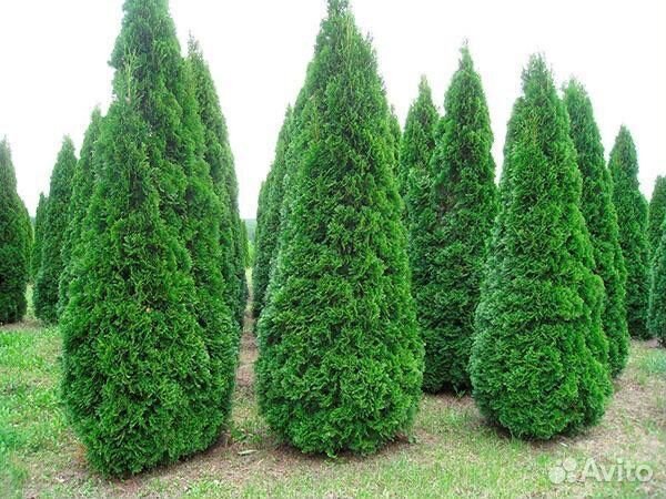 Туя, можжевельник