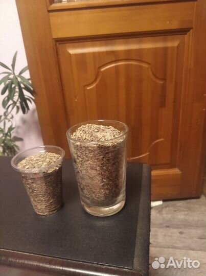 Семена укропа