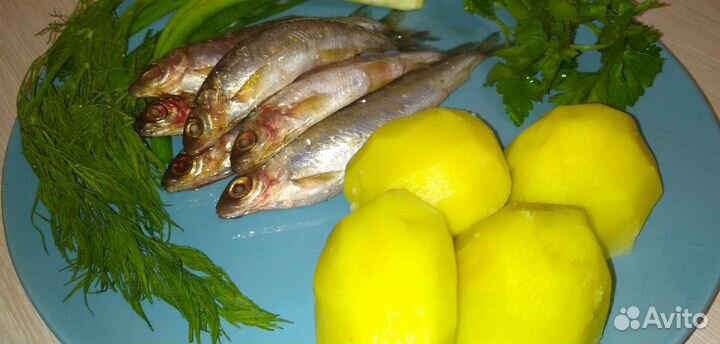 Рыба тугунок (тугун)