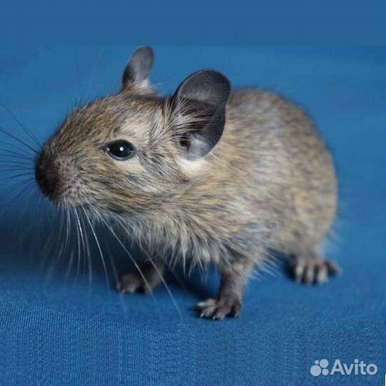 Дегу. Разные. Малыши. Клетки, Доставка