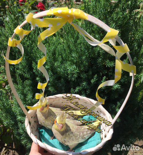 Ручной говорящий попугай Корелла птенец