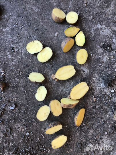 Продам картофель оптом от 20 т