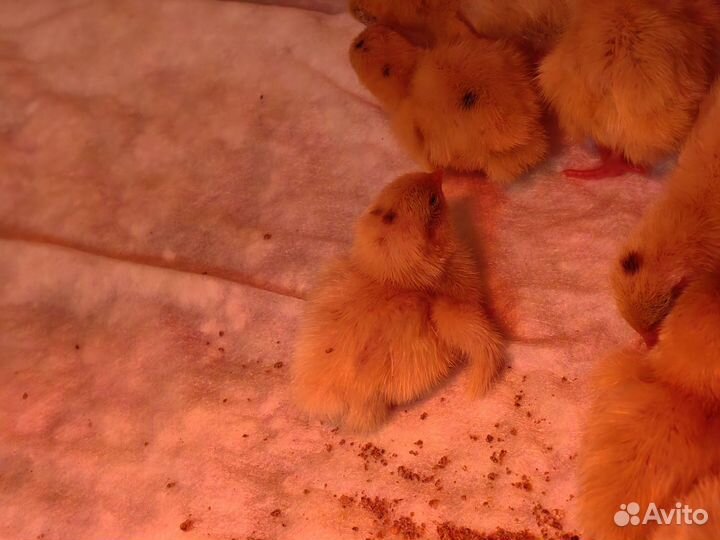 Цыплята перепела