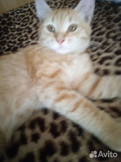 Кошка в дар бесплатно