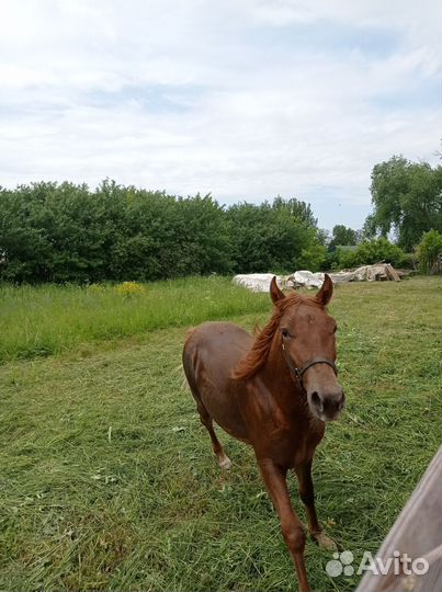 Годовалый жеребчик
