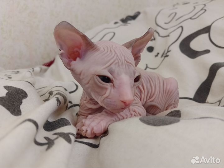 Котята сфинкс эльф