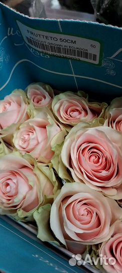 Цветы Розы и многое другое