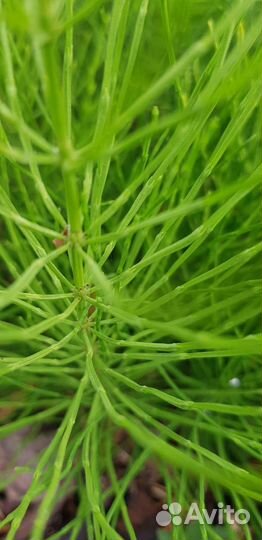 Хвощ полевой