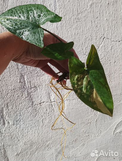 Сингониумы сортовые