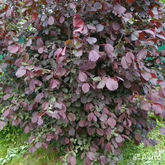 Фундук красный орех, дуб, клён, грецкий орех