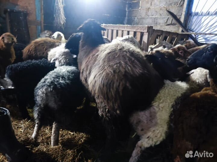 Овцы и бараны