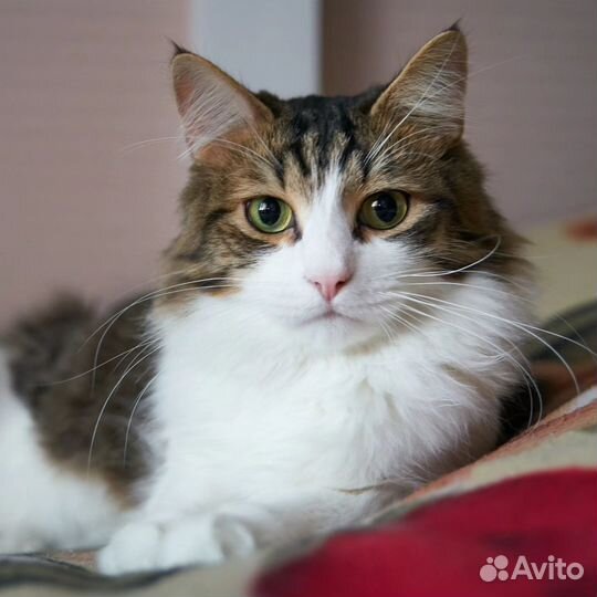 Василек ищет дом