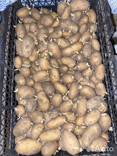 Посадочный картофель