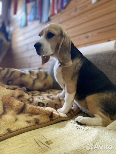 Бигль девочка