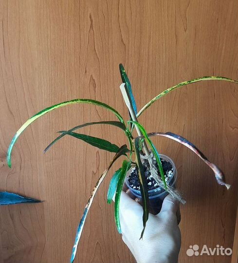 Кротон Занзибар, Батик
