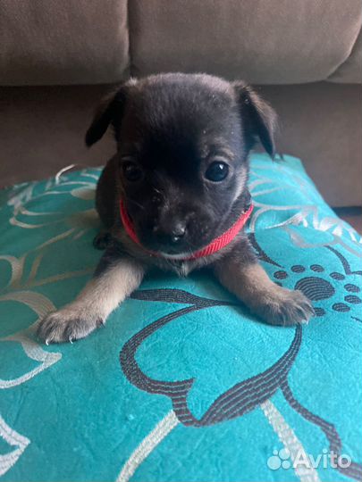 Девчушки-веселушки в добрые руки