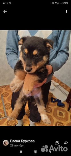 Малышка ищет дом