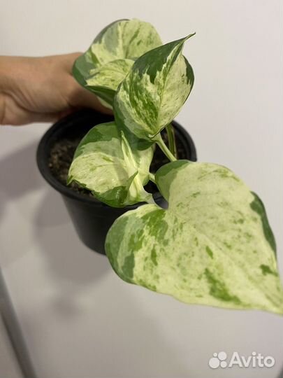 Эпипремнум (Сциндапсус)