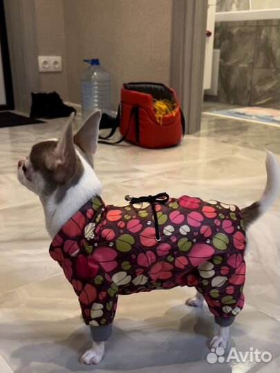 Комбинезон для собак мелких пород