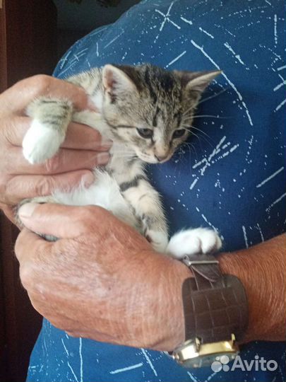 Котята в добрые руки бесплатно