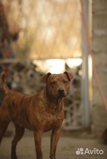 Ласковая тигрица для семьи