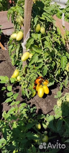 Рассада томатов, баклажанов, капусты, перца