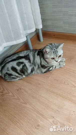 Кошка в дар бесплатно