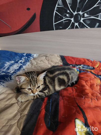 Британская девочка