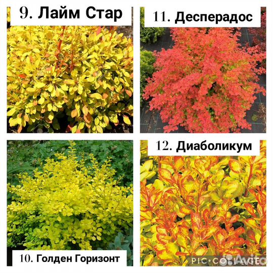 Барбарис декоративный (саженцы, сорта в описани