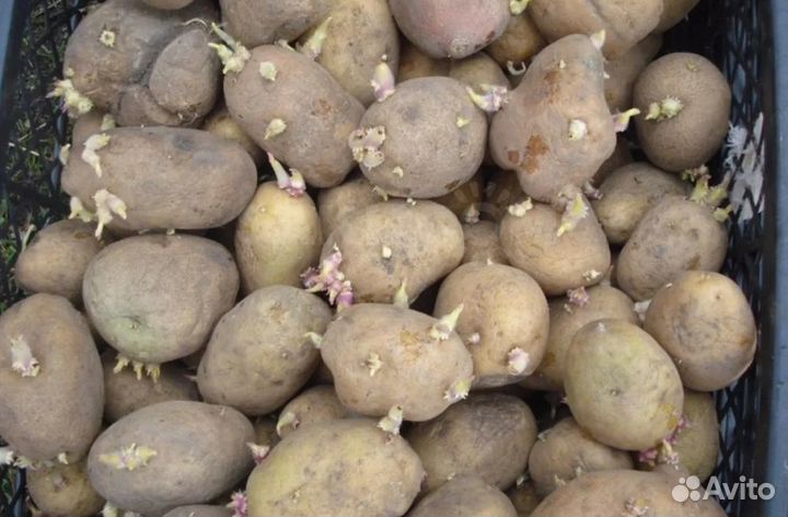 Семенной картофель