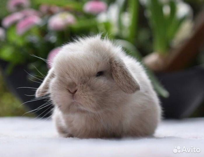 Крликовые Вислоухие Крольчата из Питомника