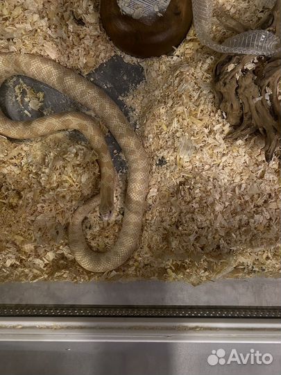 Королевскя змея с террариумом
