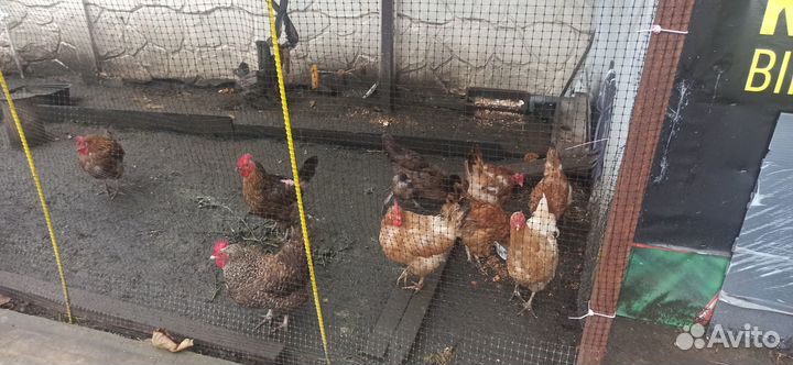 Куры несушки