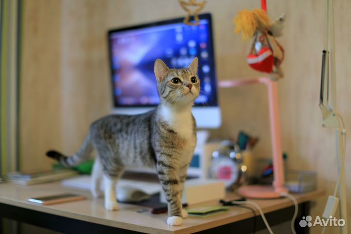 Кошечка в добрые руки, 1 год