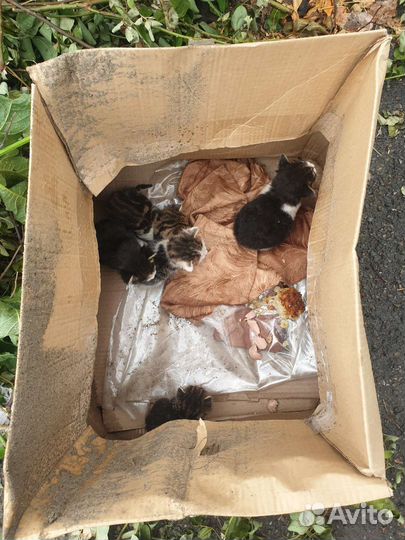 Котята с мусорки